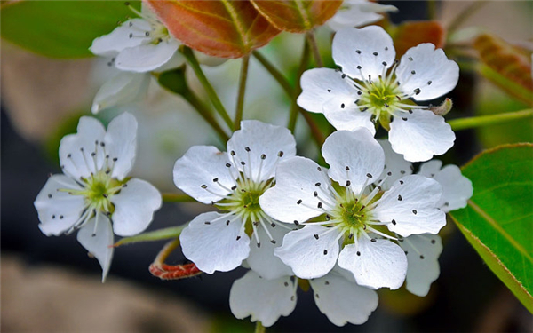 春天开白色花的植物有哪些