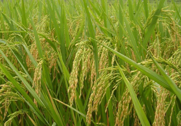 麦茬稻怎么管理 注意事项有哪些