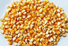 玉米高产的方法是什么 为什么给玉米种子包衣
