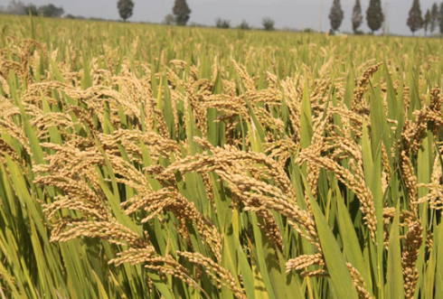 杂交粳稻品种天隆优619高产栽培技术 怎么养殖比较好