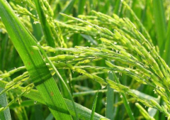 寒地水稻怎么施肥 寒地水稻高产施肥方案
