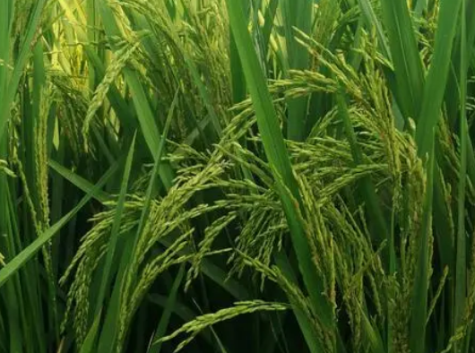 丝苗型优质水稻高效丰产栽培技术 水稻养殖方法总结