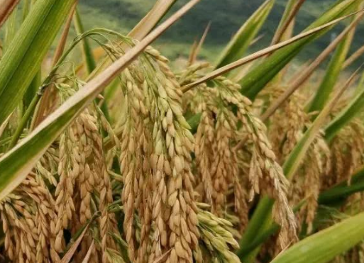 浅谈水稻两壮两高栽培技术 水稻怎么养殖比较好