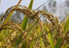 千金子对水稻有哪些危害 选择哪些除草剂效果好呢