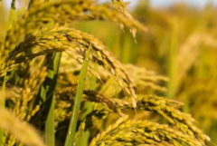 水稻幼穗分化如何管理 详解水稻幼穗分化