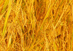 <b>水稻新品种苗稻2号高产栽培技术 水稻养殖方法总结</b>
