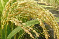 稻花香2号水稻标准化栽培技术 水稻怎么养殖