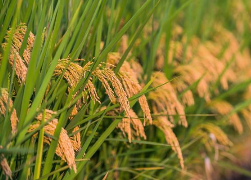 柳州市 早稻和再生稻的栽培技术简介 水稻应该怎么养殖
