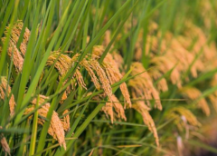 柳州市早稻和再生稻的栽培技术简介 水稻应该怎么养殖