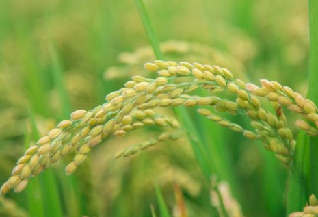 水稻秧苗期怎么管理 水稻秧苗养殖注意事项