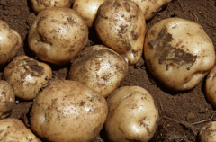 脱毒马铃薯早春如何地膜覆盖 怎么栽培高产早春马铃薯