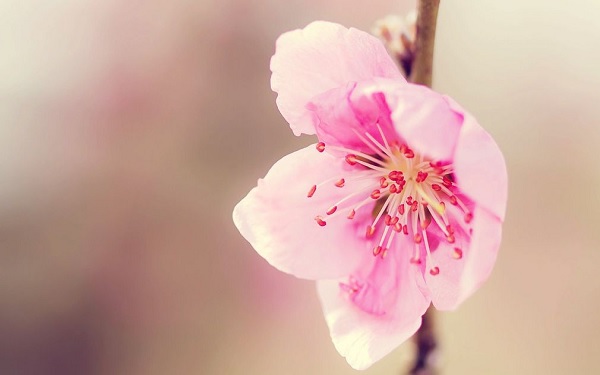 桃花盛开是什么季节 桃花花期及养护技巧