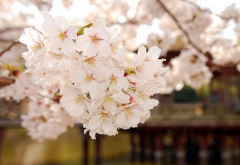 樱花树苗怎么繁殖 繁殖方法有哪些