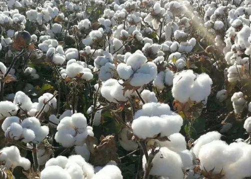 2021年夏直播棉生产技术指导意见 棉花应该怎么养殖