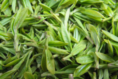 毛尖茶的种植管理要点 毛尖茶生长需要什么条件