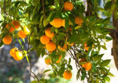 院里种杏树的风水意义 如何种植杏树