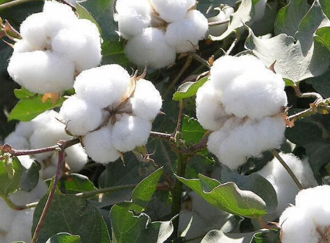 棉花苗期管理要点 棉花水肥怎么管理