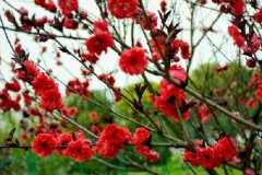 红梅花和海棠花的区别是什么 怎样区分二者