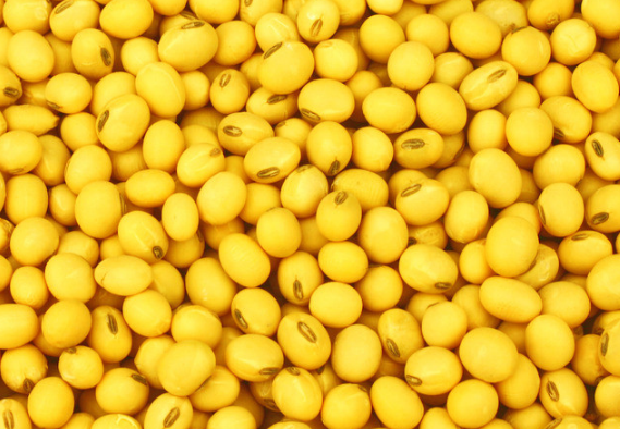黄豆叶子发黄是什么原因 黄豆应该怎么种植