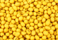 <b>黄豆叶子发黄是什么原因 黄豆应该怎么种植</b>