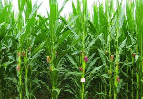 玉米种植的高产方法是什么 选种很重要