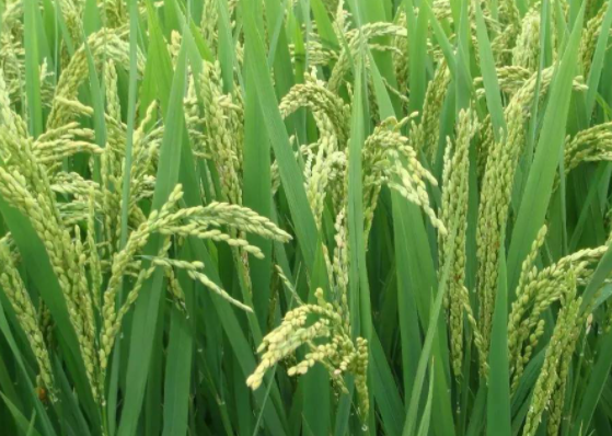 早稻种子如何消毒 稻田除草的方法是什么