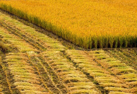 水稻两防一喷技术要点 水稻养殖方法总结