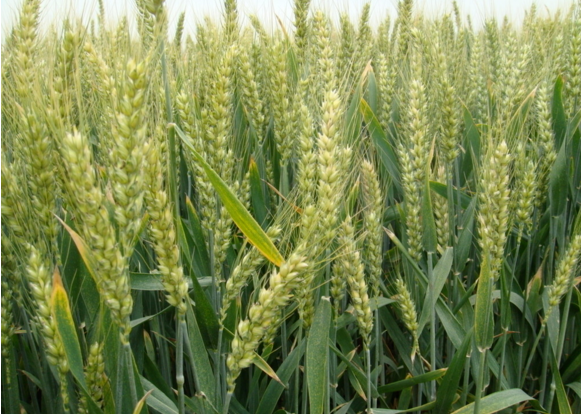 稻套麦如何种植 科学管理方法是什么