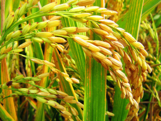 水稻叶片发黄的原因是什么 防治方法有哪些