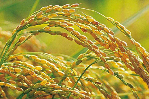 水稻栽培怎么苗床炼苗 大棚水稻苗床通风炼苗方法是什么