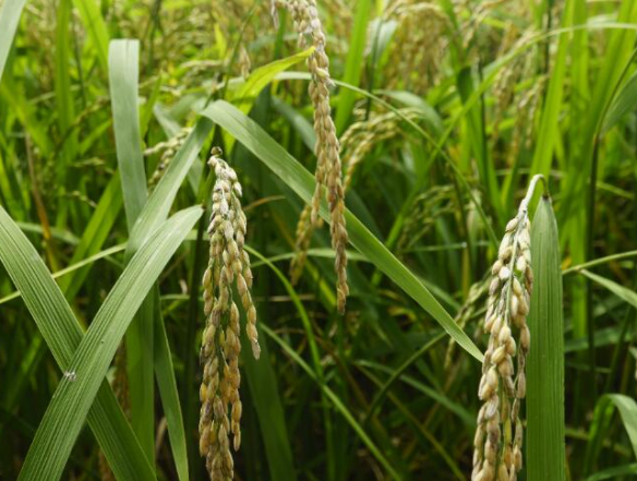 水稻常见病虫害有哪些 防治方法是什么