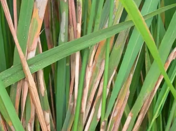 水稻赤枯病的症状是什么 防治方法有哪些