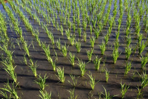 水稻三维立体强化通透密植栽培技术 水稻养殖方法