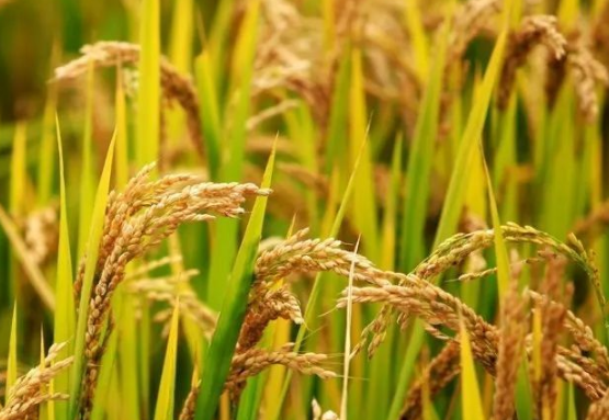 水稻除草剂二甲四氯钠怎么使用 要注意什么