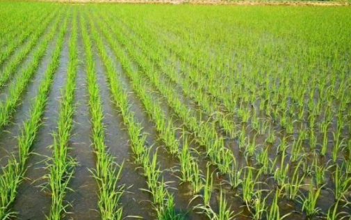 湘南晚稻软盘育秧栽培技术 水稻应该怎么养殖