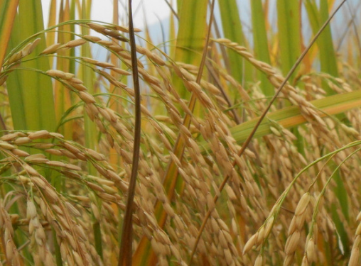湖南省地区节水抗旱稻的研究 水稻养殖技巧