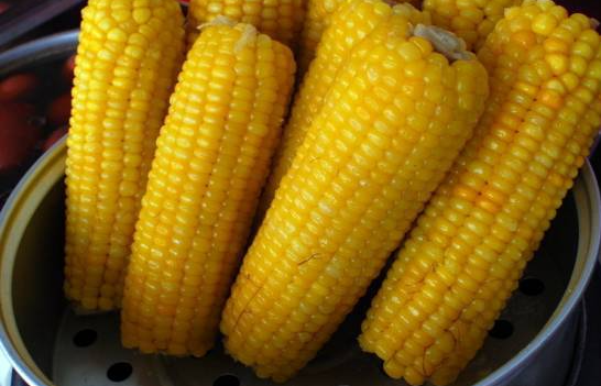 玉米高产的播种方法是什么 有哪些注意事项