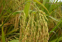水稻种植技术 机收再生稻栽培技术
