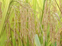 如何做好水稻移栽 插秧期水稻移栽科学管理方法是什么