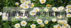 白晶菊是二年生植物吗