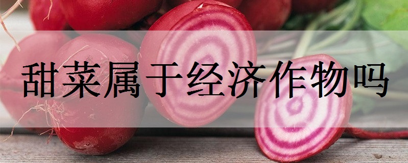 甜菜属于经济作物吗