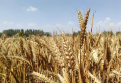 小麦春季种植管理技术 小麦应该怎么防冻