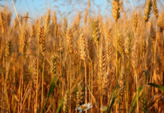 怎么判断小麦是否需要浇返青水 小麦怎么浇水