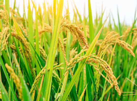 浅谈水稻超高产栽培的关键技术 水稻养殖方法总结