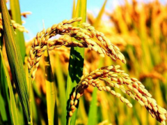 水稻种植需要注意什么 晚稻后期管理的措施有什么