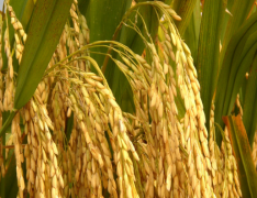水稻种子怎么播种 水稻应该怎么养殖