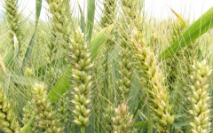 小麦越冬期管理 小麦怎么高产养殖