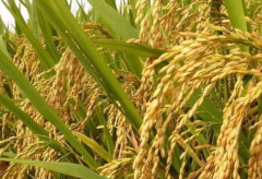 水稻增产增效推荐栽培技术模式 水稻怎么高产养殖