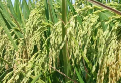 水稻插秧的技术要点 养殖注意事项有什么