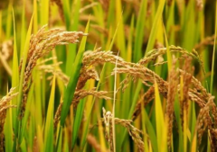 水稻倒春寒怎么追肥 预防倒春寒用什么药